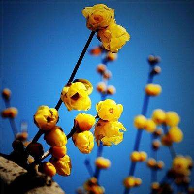 4949澳门免费资料大全手机app下载